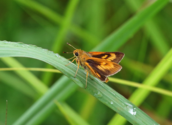 Byssus Skipper